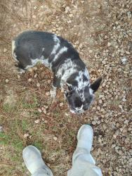 Lost Female Dog last seen Emory Way, Oxford, GA 30054