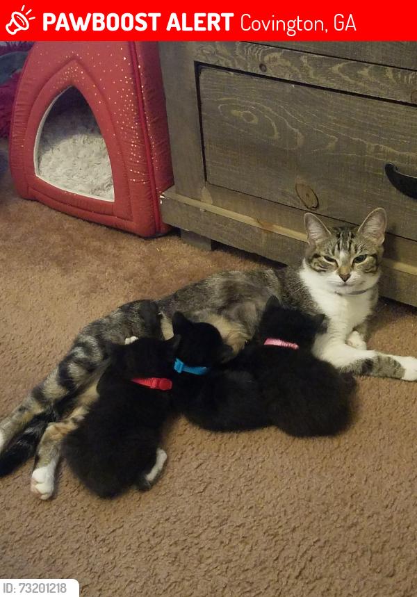 Lost Female Cat last seen 65bingleyct, Covington, GA 30016