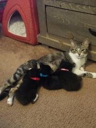 Lost Female Cat last seen 65bingleyct, Covington, GA 30016