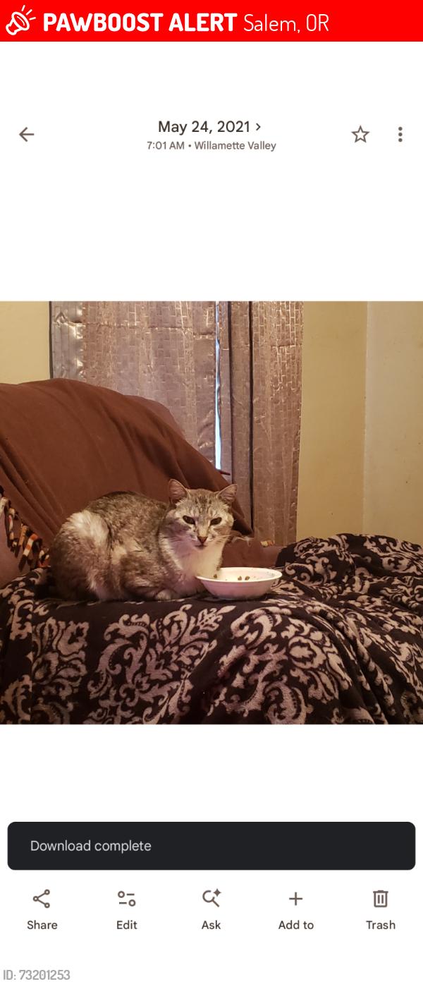 Lost Male Cat last seen Broadway St, Salem, OR 97301