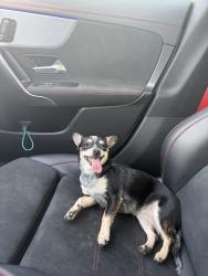 Reunited Female Dog last seen Palo Alto street by Tex mex corner store, San Antonio, TX 78211