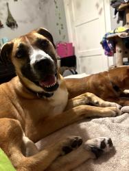 Lost Female Dog last seen Easy Gas, Angleton, TX 77515