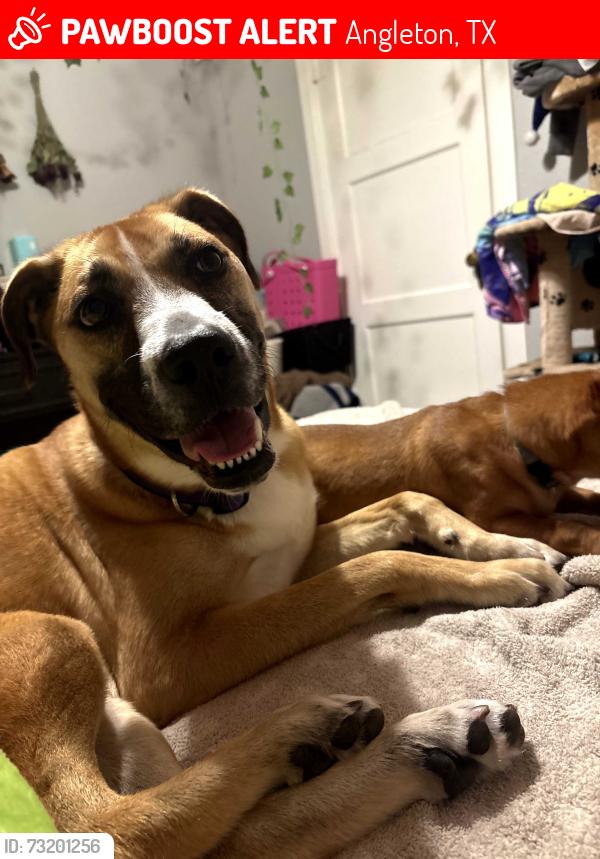 Lost Female Dog last seen Easy Gas, Angleton, TX 77515