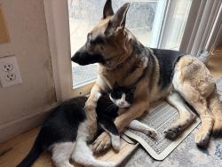 Lost Female Cat last seen Jackass hill, Littleton, CO 80120
