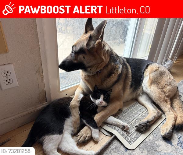 Lost Female Cat last seen Jackass hill, Littleton, CO 80120