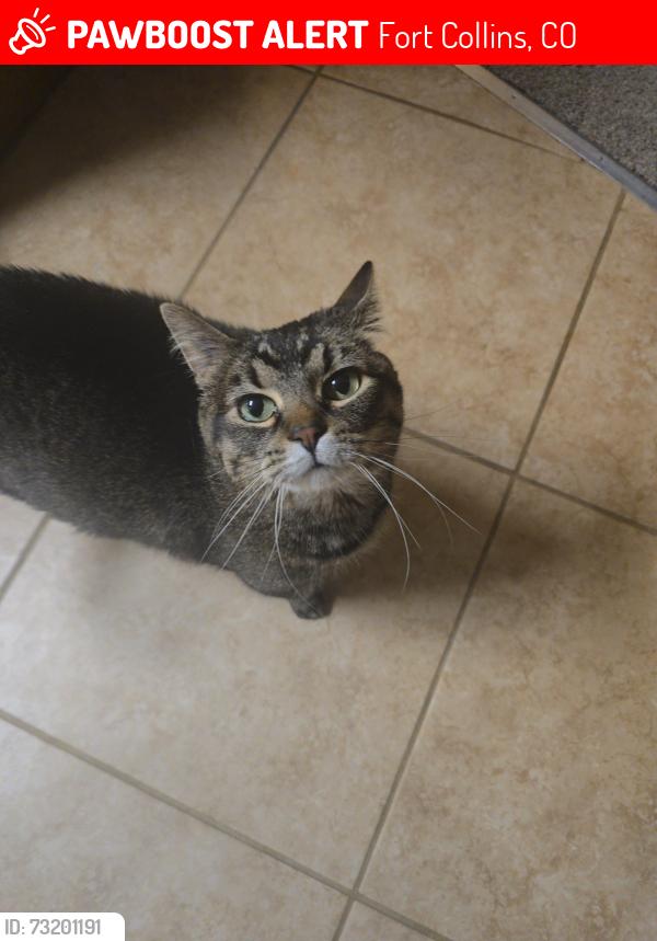 Lost Female Cat last seen Ponderosa dr, Fort Collins, CO 80521