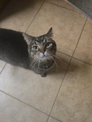 Lost Female Cat last seen Ponderosa dr, Fort Collins, CO 80521