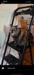 Lost Female Cat last seen Naple ave, Philadelphia, PA 19111