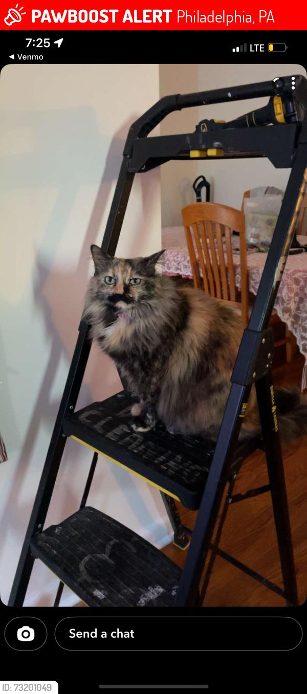 Lost Female Cat last seen Naple ave, Philadelphia, PA 19111