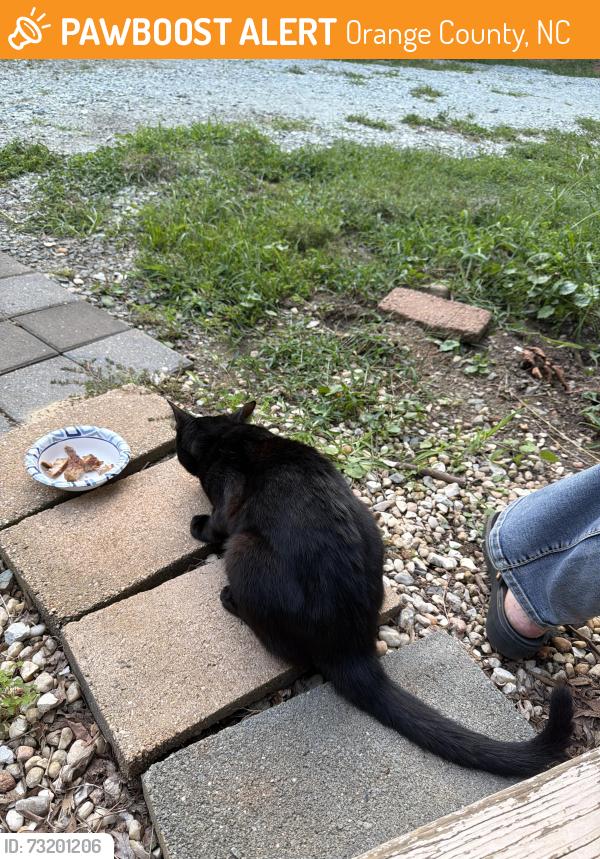 Found/Stray Male Cat last seen Wagner Dairy Rd and Guess Rd Orange County, Orange County, NC 27572