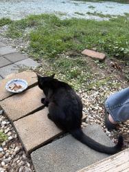 Found/Stray Male Cat last seen Wagner Dairy Rd and Guess Rd Orange County, Orange County, NC 27572