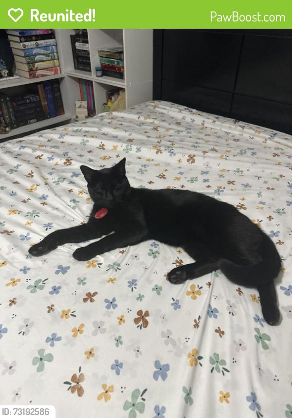 Reunited Male Cat last seen Belvidere Washington Academy, Belvidere, IL 61008