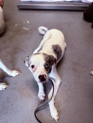 Shelter Stray Male Dog last seen Apt 2604,999 S Main Street, SALT LAKE CITY, UT, 84111, 511 W 3900 S, Salt Lake City, UT 84123, USA