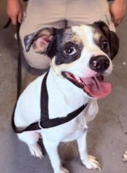 Shelter Stray Male Dog last seen Apt 2604,999 S Main Street, SALT LAKE CITY, UT, 84111, 511 W 3900 S, Salt Lake City, UT 84123, USA