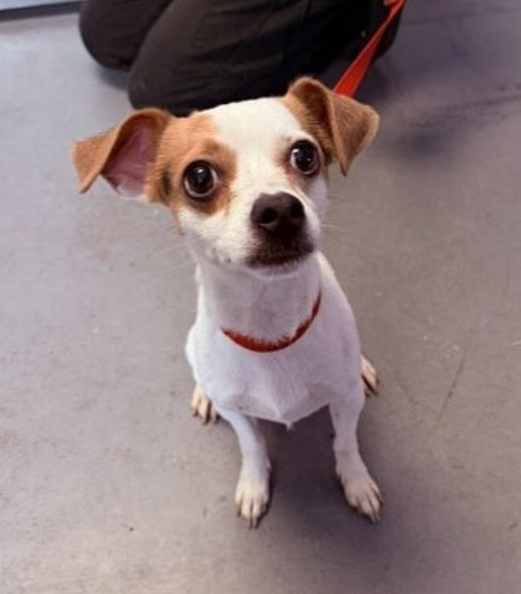 Shelter Stray Male Dog last seen Apt 2604,999 S Main Street, SALT LAKE CITY, UT, 84111, 511 W 3900 S, Salt Lake City, UT 84123, USA