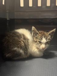 Shelter Stray Female Cat last seen Near Holly Street, OAKLAND, CA, 94621, 8323 Baldwin St, Oakland, CA 94621, USA