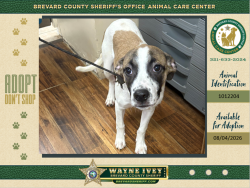 Shelter Stray Male Dog last seen Park in the 10x Harbour bay, PALM BAY, FL, 32905, 5100 W Eau Gallie Blvd, Melbourne, FL 32934, USA