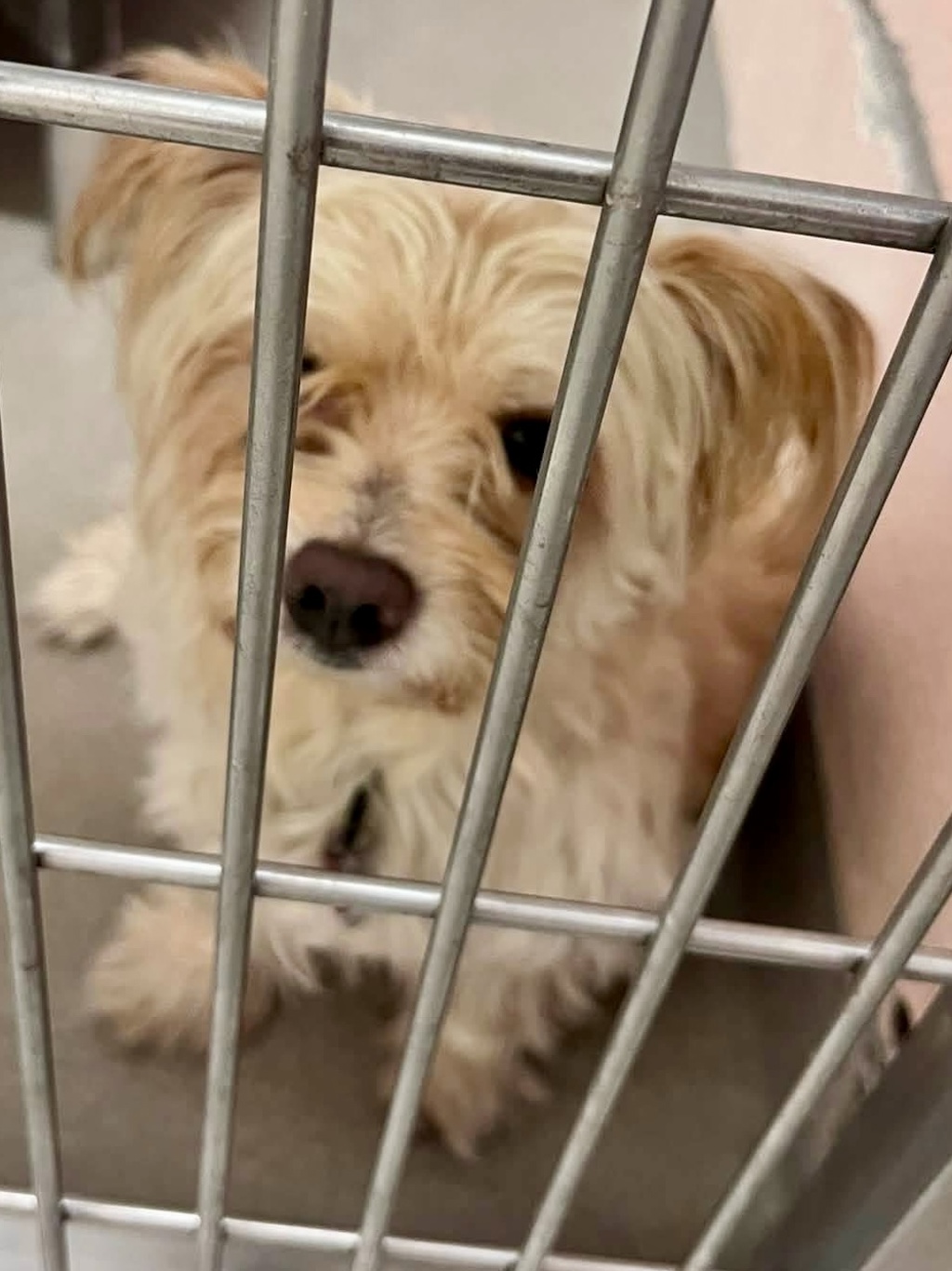 Shelter Stray Male Dog last seen Manet Way, SEVERN, MD, 21144, 411 Maxwell Frye Rd, Millersville, MD 21108, USA