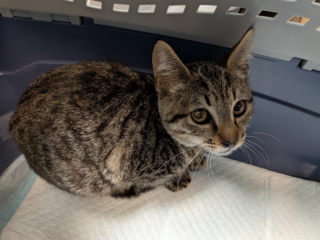 Shelter Stray Male Cat last seen La Huerta Way, San Diego, CA, 92154, 5500 Gaines St, San Diego, CA 92110, USA