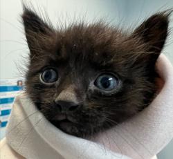 Shelter Stray Male Cat last seen Near 43rd Street, San Diego, CA, 92105, 5500 Gaines St, San Diego, CA 92110, USA