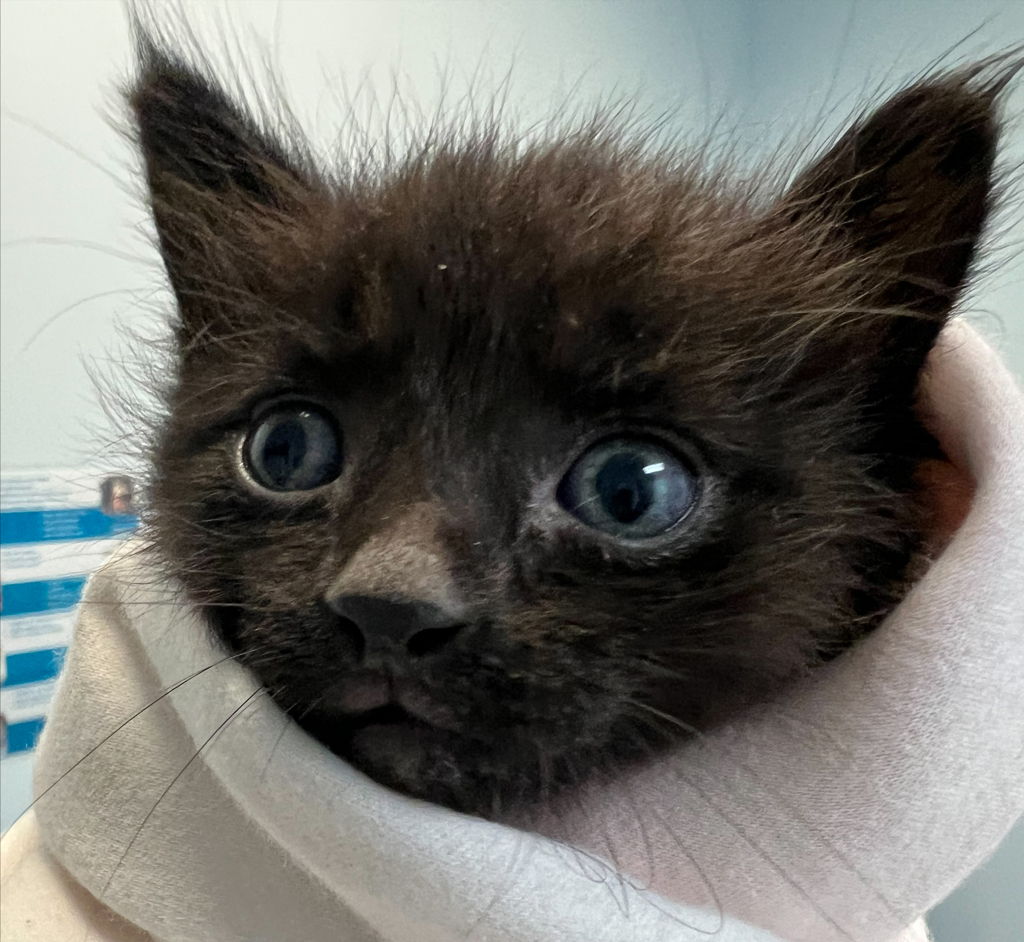 Shelter Stray Male Cat last seen Near 43rd Street, San Diego, CA, 92105, 5500 Gaines St, San Diego, CA 92110, USA