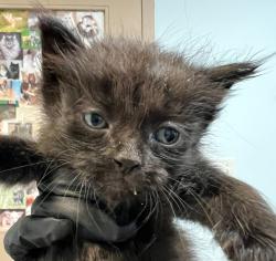 Shelter Stray Male Cat last seen Near 43rd Street, San Diego, CA, 92105, 5500 Gaines St, San Diego, CA 92110, USA