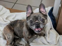 Shelter Stray Female Dog last seen Near Broadway, El Cajon, CA, 92021, El Cajon, CA 92020, USA
