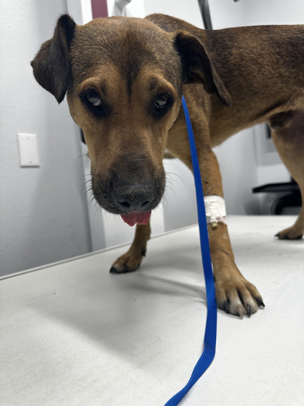 Shelter Stray Male Dog last seen Near Camini De La Plaza, San Diego, CA, 92173, 5500 Gaines St, San Diego, CA 92110, USA