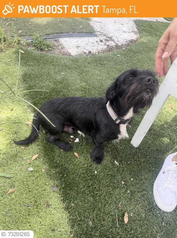 Found/Stray Male Dog last seen Near west wood street, Tampa, FL 33604