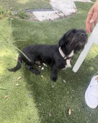 Found/Stray Male Dog last seen Near west wood street, Tampa, FL 33604