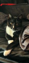 Lost Male Cat last seen Karl Rd, Columbus, OH 43224