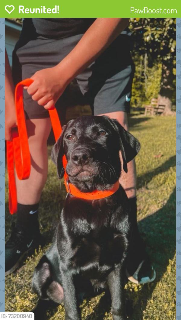 Reunited Male Dog last seen Near Mohawk Dr, Spartanburg, SC 29301, USA, Spartanburg, SC 29301