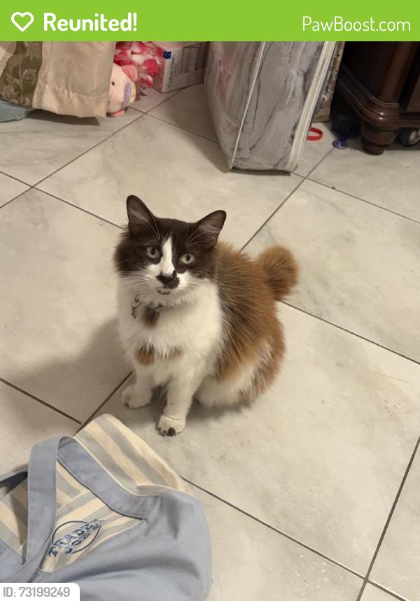 Reunited Female Cat last seen Hawthorne, CA 90250, USA, Hawthorne, CA 90250