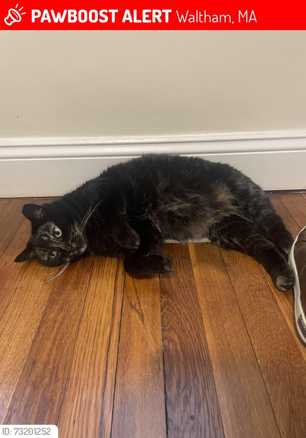 Lost Female Cat last seen prospect hill ave, palmer street, and bank street, Waltham, MA 02451