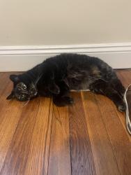 Lost Female Cat last seen prospect hill ave, palmer street, and bank street, Waltham, MA 02451