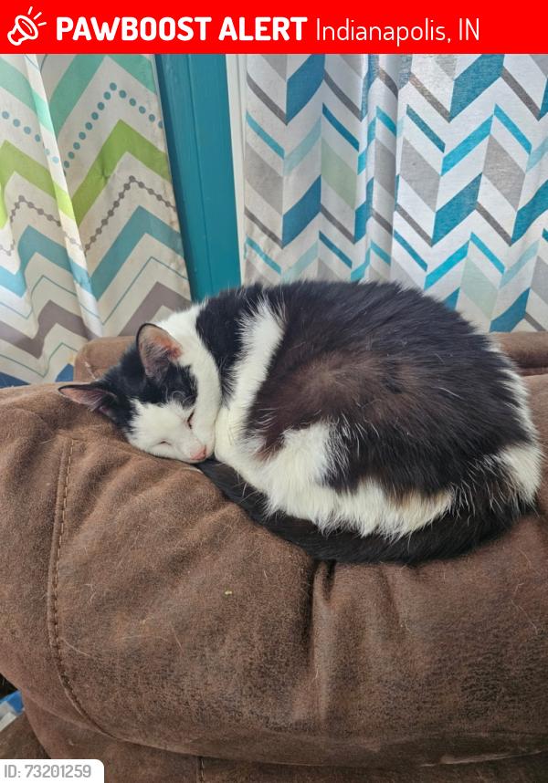 Lost Female Cat last seen Fall Creek and Emerson, Indianapolis, IN 46220