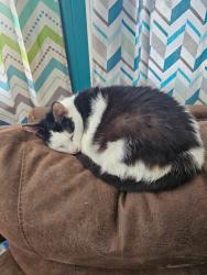 Lost Female Cat last seen Fall Creek and Emerson, Indianapolis, IN 46220