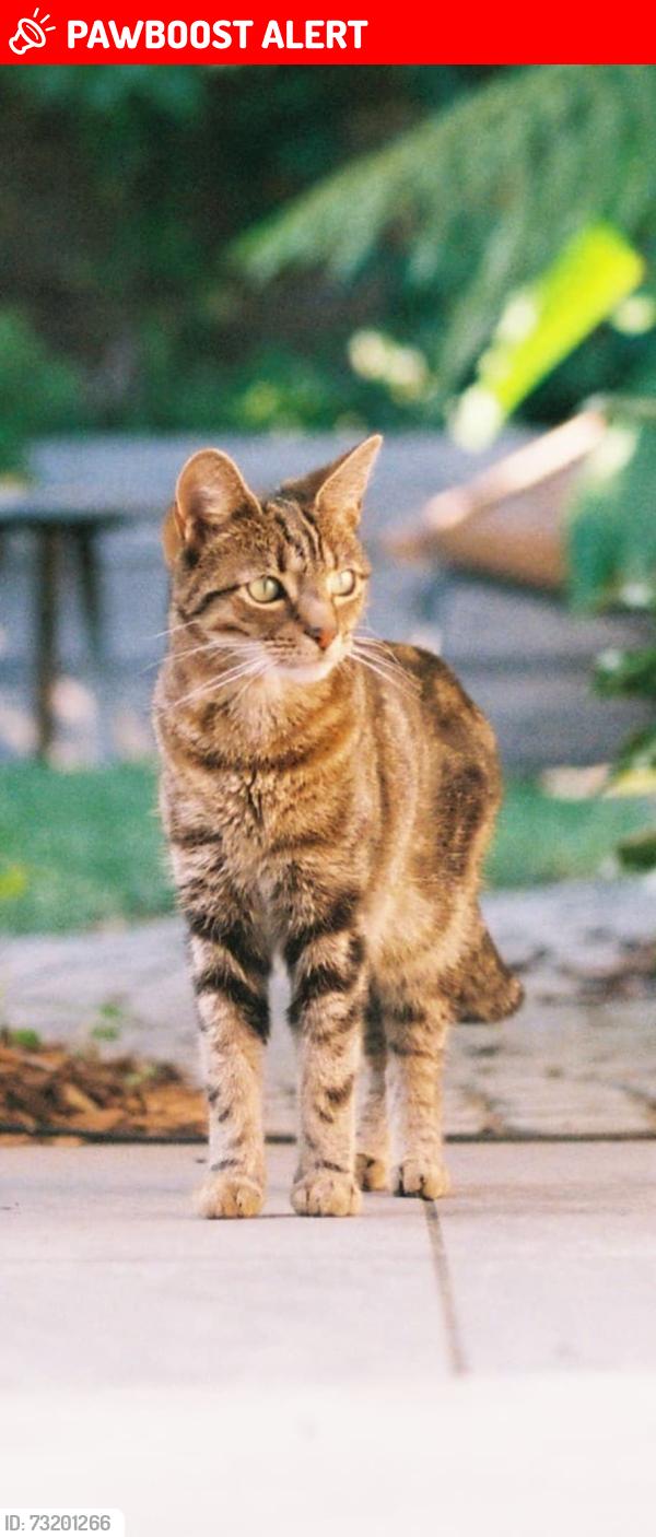 Lost Female Cat last seen Brunswick Park, Greater London, England SE5 7RR