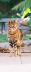 Lost Female Cat last seen Brunswick Park, Greater London, England SE5 7RR
