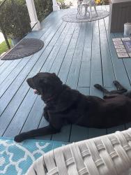 Found/Stray Male Dog last seen Blake Street near Boundry Street, Conway, SC 29526