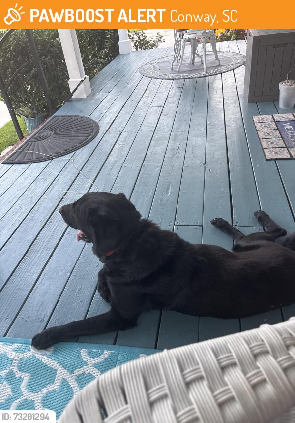 Found/Stray Male Dog last seen Blake Street near Boundry Street, Conway, SC 29526