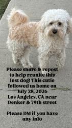Reunited Male Dog last seen 79th and Denker, Los Angeles, CA 90047
