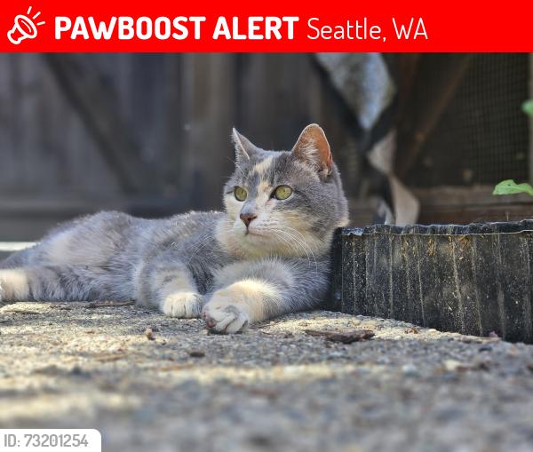 Lost Female Cat last seen 72nd and Linden, Seattle, WA 98103