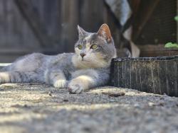 Lost Female Cat last seen 72nd and Linden, Seattle, WA 98103