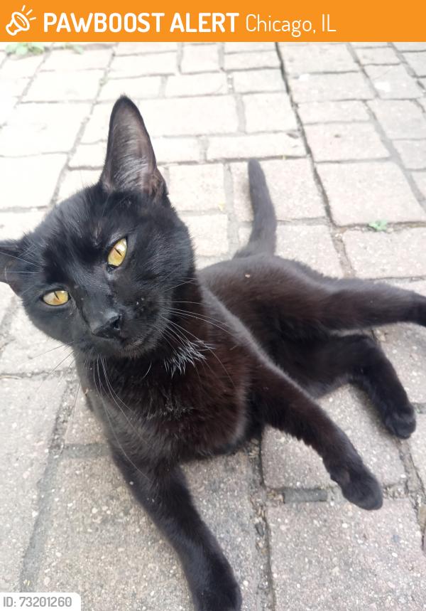 Found/Stray Female Cat last seen Near south artesian ave, Chicago, IL 60629
