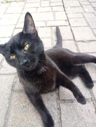 Found/Stray Female Cat last seen Near south artesian ave, Chicago, IL 60629