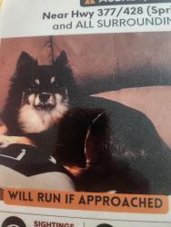 Lost Female Dog last seen hwy 377 and hwy 428 , Aubrey., Aubrey, TX 76227