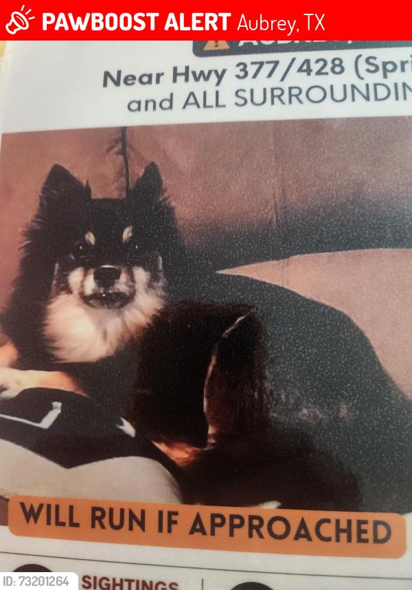 Lost Female Dog last seen hwy 377 and hwy 428 , Aubrey., Aubrey, TX 76227