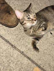 Reunited Unknown Cat last seen Columbia, Pittsburgh, PA 15218