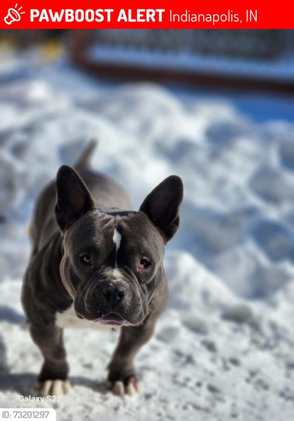 Lost Female Dog last seen Near Hedgerow Dr Indianapolis IN 46226, Indianapolis, IN 46226